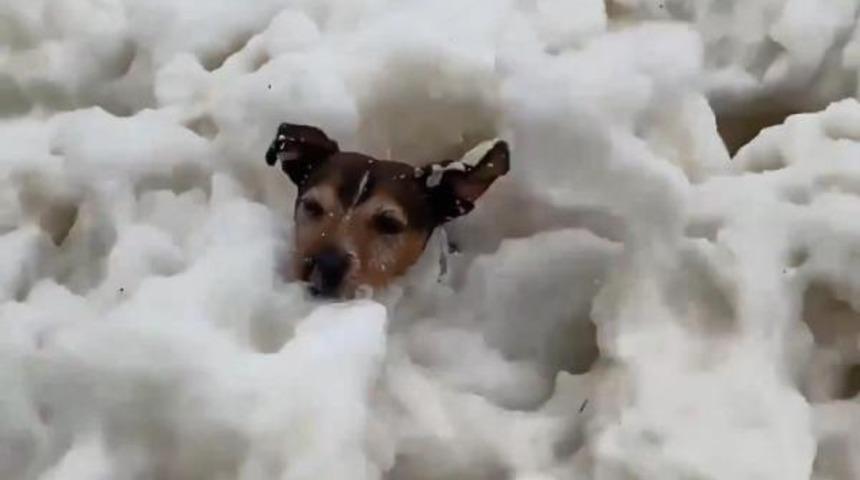 Köpüren denizin keyfini çıkaran köpek viral oldu