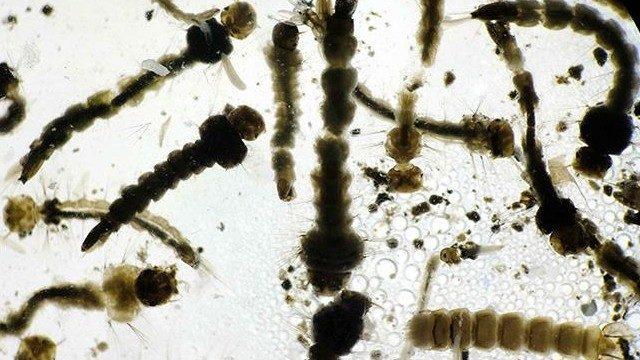 Zika virüsü beyin kanserinin tedavisinde kullanılabilir