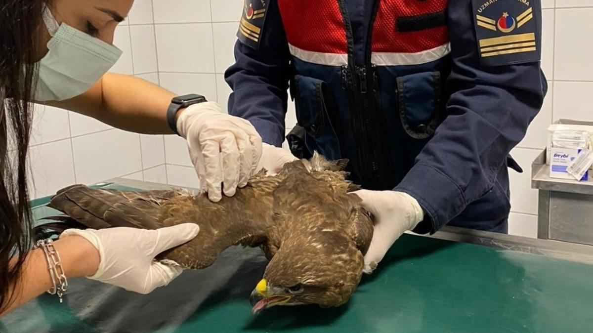 Kırıkkale&rsquo;de nadir g&ouml;r&uuml;len &rsquo;pa&ccedil;alı şahin&rsquo; yaralı bulundu