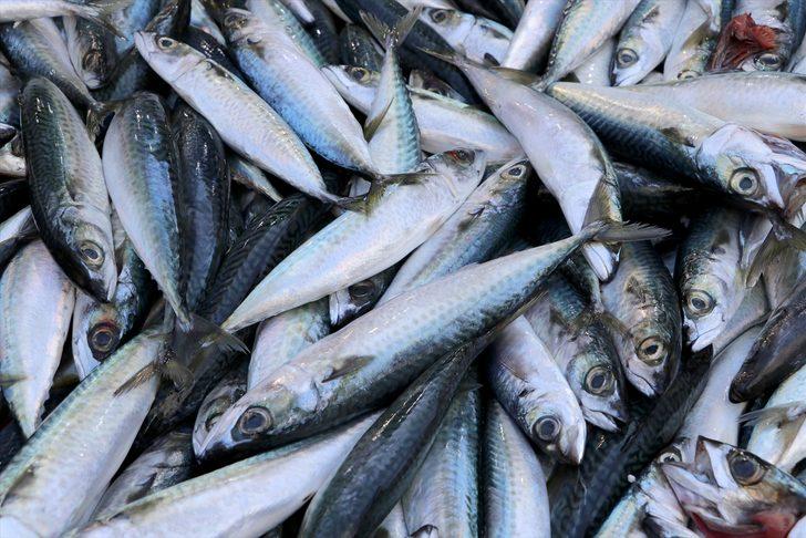 Fiyatı düşen uskumru tezgahların en çok tercih edilen balığı oldu G1