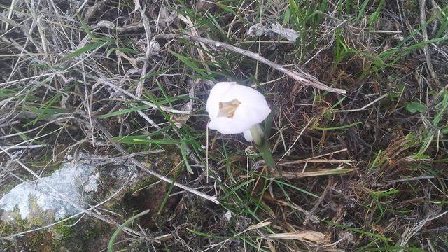 İltaş köyünde kardelen ve çiğdemler çiçek açtı