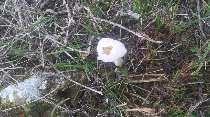 İltaş köyünde kardelen ve çiğdemler çiçek açtı