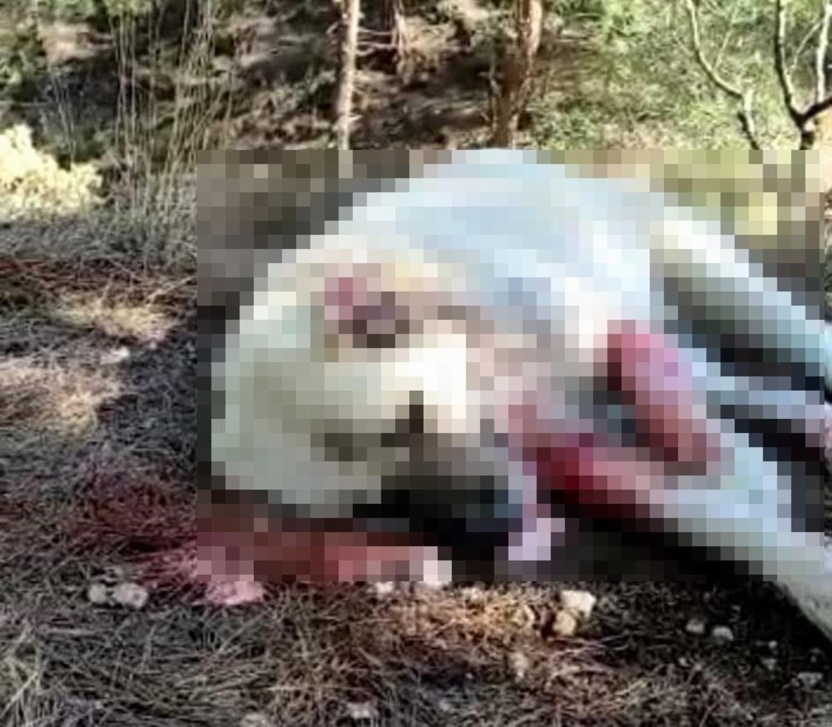 400 k&uuml;&ccedil;&uuml;kbaş hayvana bek&ccedil;ilik yapan 8 k&ouml;pek zehirlenerek telef oldu