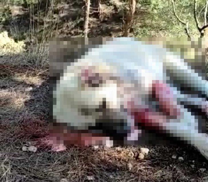 400 küçükbaş hayvana bekçilik yapan 8 köpek zehirlenerek telef oldu G1