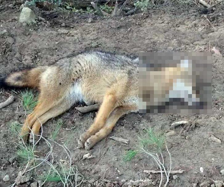 400 küçükbaş hayvana bekçilik yapan 8 köpek zehirlenerek telef oldu G2