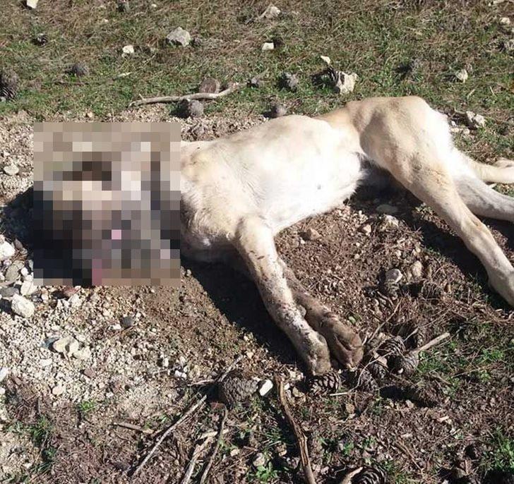 400 küçükbaş hayvana bekçilik yapan 8 köpek zehirlenerek telef oldu G3