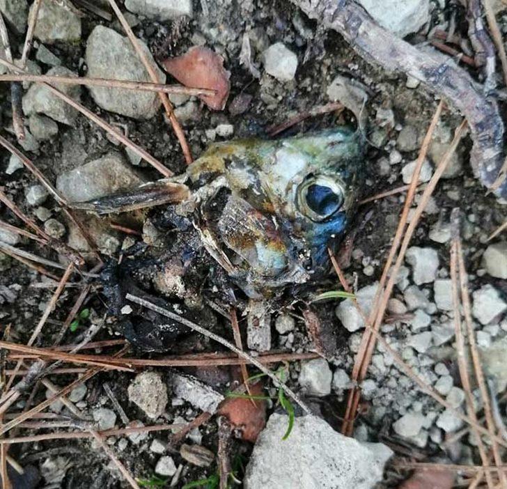 400 küçükbaş hayvana bekçilik yapan 8 köpek zehirlenerek telef oldu G4