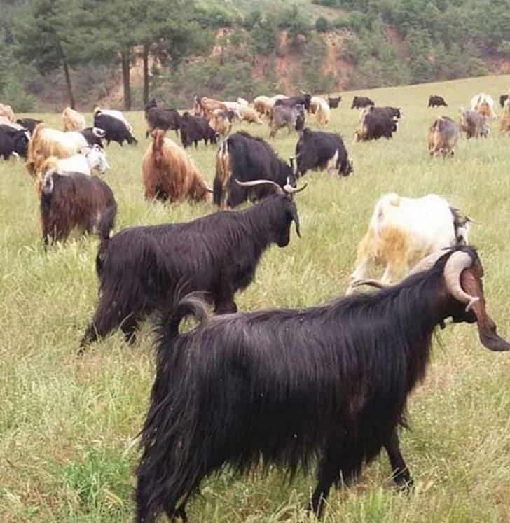 400 küçükbaş hayvana bekçilik yapan 8 köpek zehirlenerek telef oldu G5