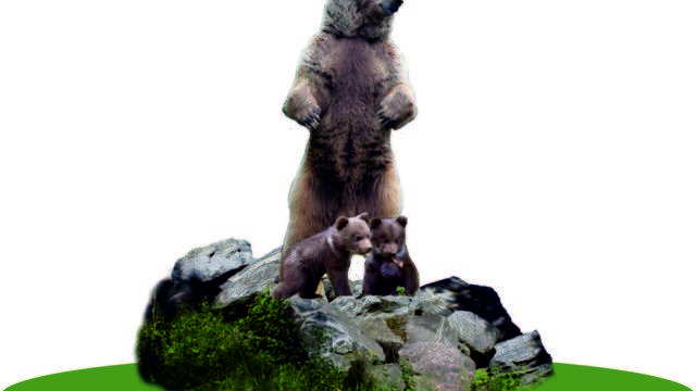 Bolu'ya 10 metrelik bozayı heykeli yapılacak! Belediye Başkanı Özcan'dan tepkilere yanıt