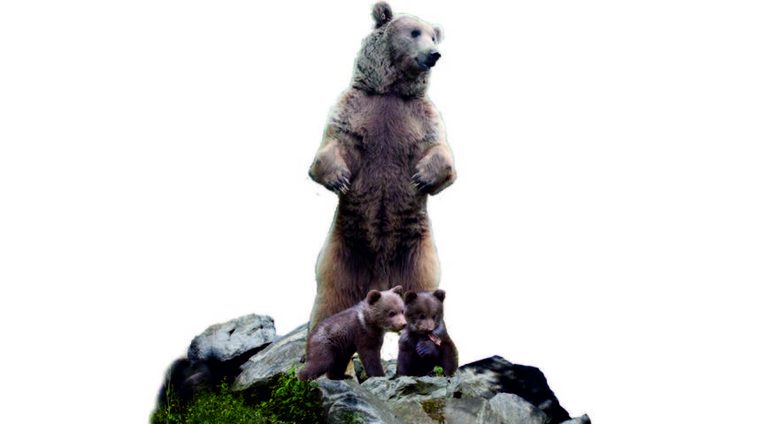 Bolu'ya 10 metrelik bozayı heykeli yapılacak! Belediye Başkanı Özcan'dan tepkilere yanıt