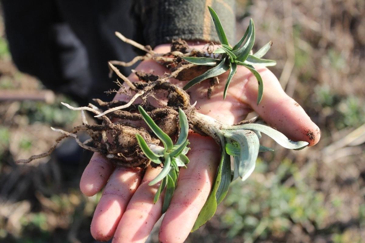 Salep &uuml;retimine ilgi artıyor