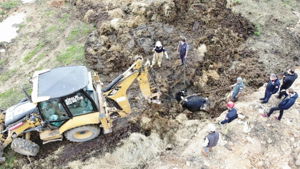 &Ccedil;ukurda mahsur kalan ineği kurtarma operasyonu havadan g&ouml;r&uuml;nt&uuml;lendi