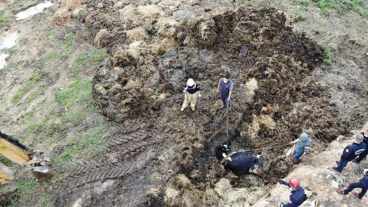 Çukurda mahsur kalan ineği kurtarma operasyonu havadan görüntülendi G2