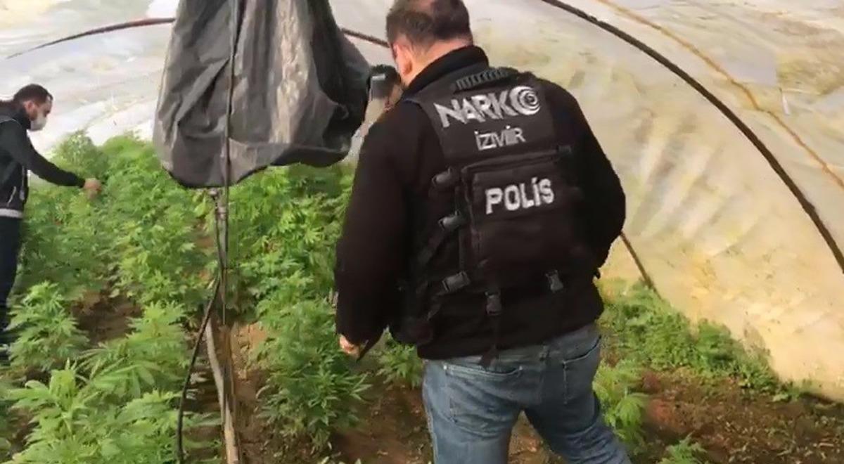 İzmir&rsquo;de uyuşturucu operasyonu: 663 k&ouml;k Hint keneviri ele ge&ccedil;irildi