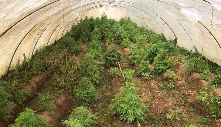 İzmir’de uyuşturucu operasyonu: 663 kök Hint keneviri ele geçirildi G3