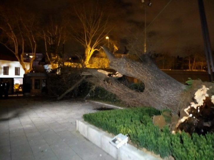 TFF bahçesindeki çınar ağacı şiddetli rüzgara dayanamayarak devrildi G1