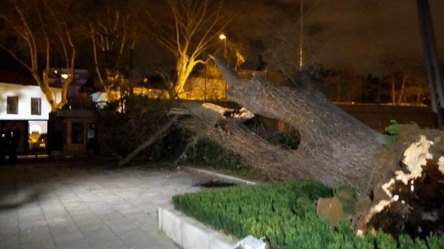 TFF bahçesindeki çınar ağacı şiddetli rüzgara dayanamayarak devrildi