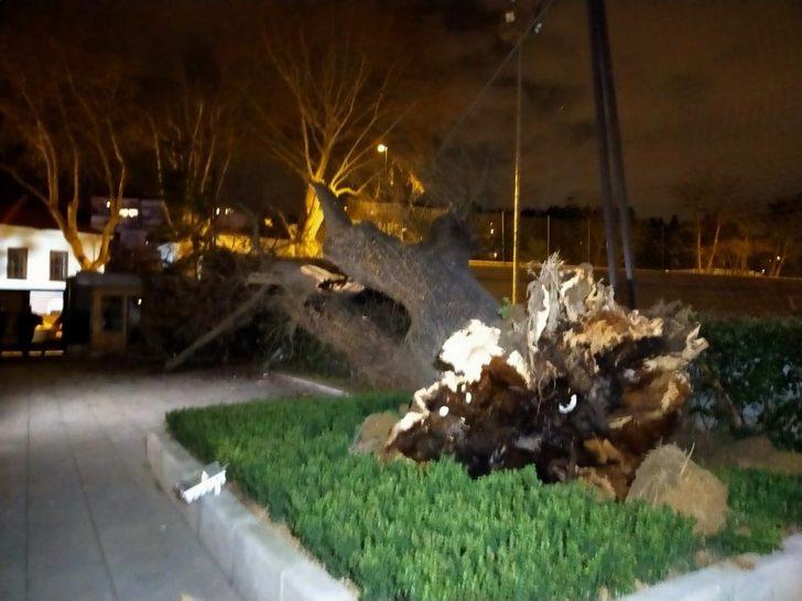 TFF bahçesindeki çınar ağacı şiddetli rüzgara dayanamayarak devrildi G5