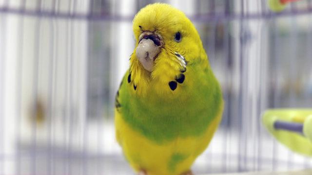 Türkiye'de bir ilk! Antalya'da muhabbet kuşu 'Cevriye'ye, diş protezinden gaga