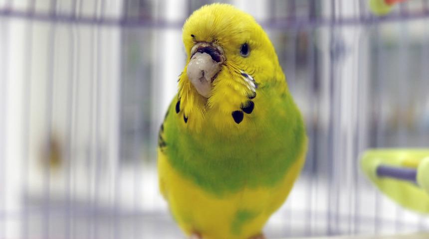 Türkiye'de bir ilk! Antalya'da muhabbet kuşu 'Cevriye'ye, diş protezinden gaga