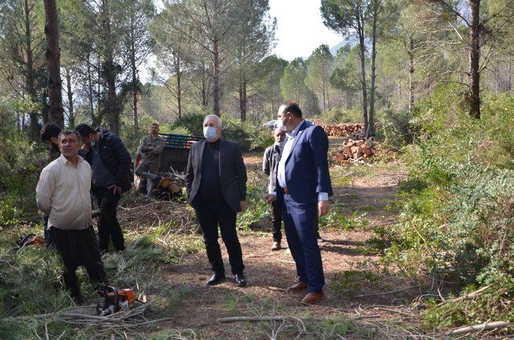 Fıstık çamları ekonomiye kazandırılacak G1