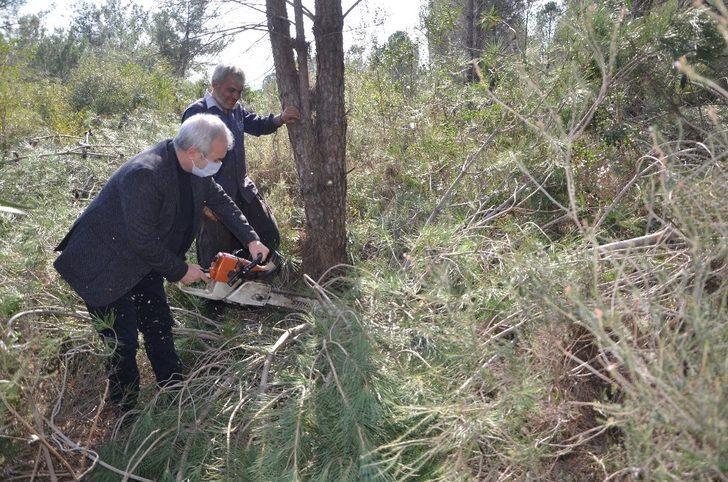 Fıstık çamları ekonomiye kazandırılacak G2