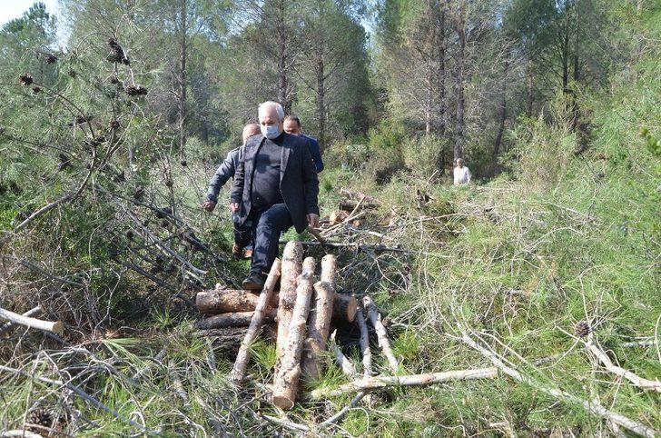 Fıstık çamları ekonomiye kazandırılacak G3