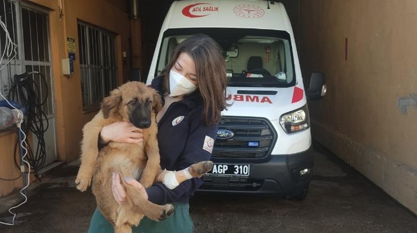 Yaralı yavru k&ouml;peğe ilk m&uuml;dahale sağlık personelinden