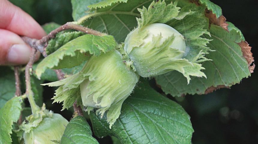 Unutkanlığa ne iyi gelir: Bu besinler unutkanlığı unutturacak!