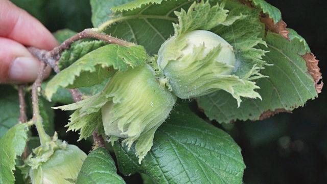 Unutkanlığa ne iyi gelir: Bu besinler unutkanlığı unutturacak!