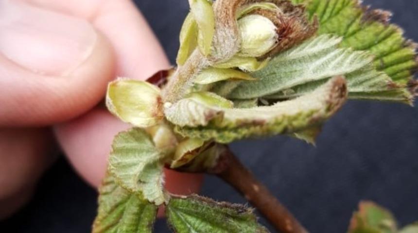 Üreticilere don tehlikesine karşı tarım sigortası uyarısı