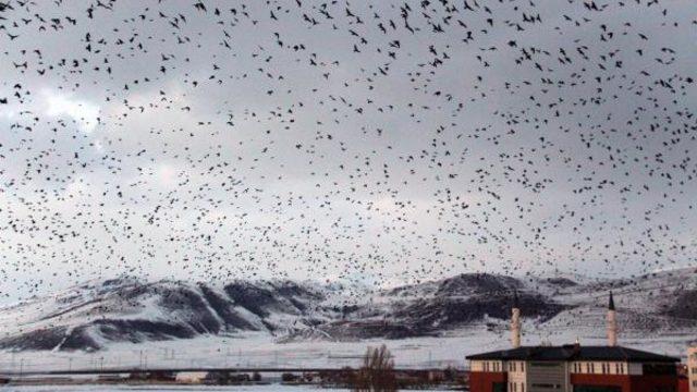Korku filmi gibi! Ardahan karga istilasına uğradı