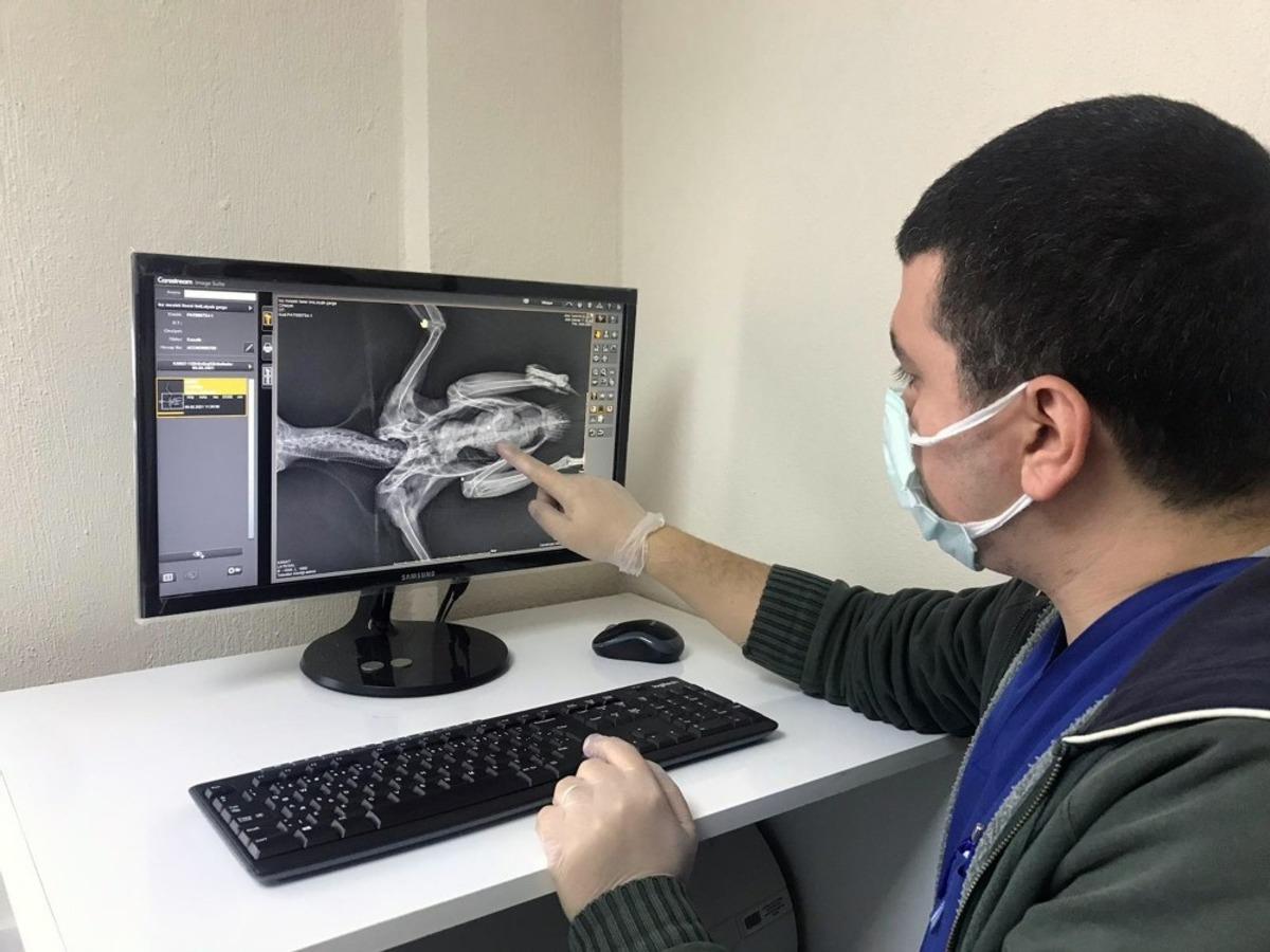 Yaralı kargaya cerrahi operasyon