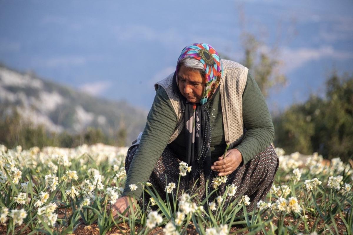 Darısekisi &Ouml;rnek K&ouml;y Projesinin nergisleri &ccedil;i&ccedil;ek a&ccedil;tı