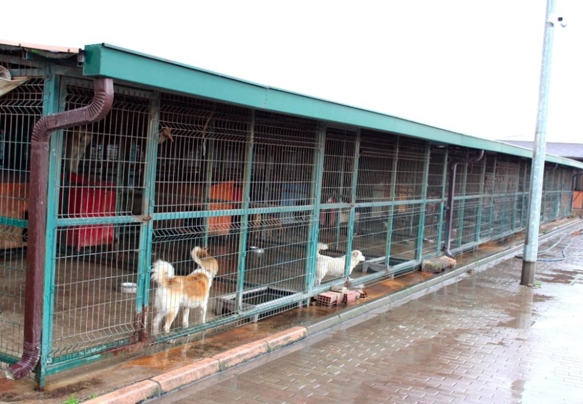 &Ouml;zhan g&ouml;n&uuml;ll&uuml;leri sokak hayvanlarını unutmadı