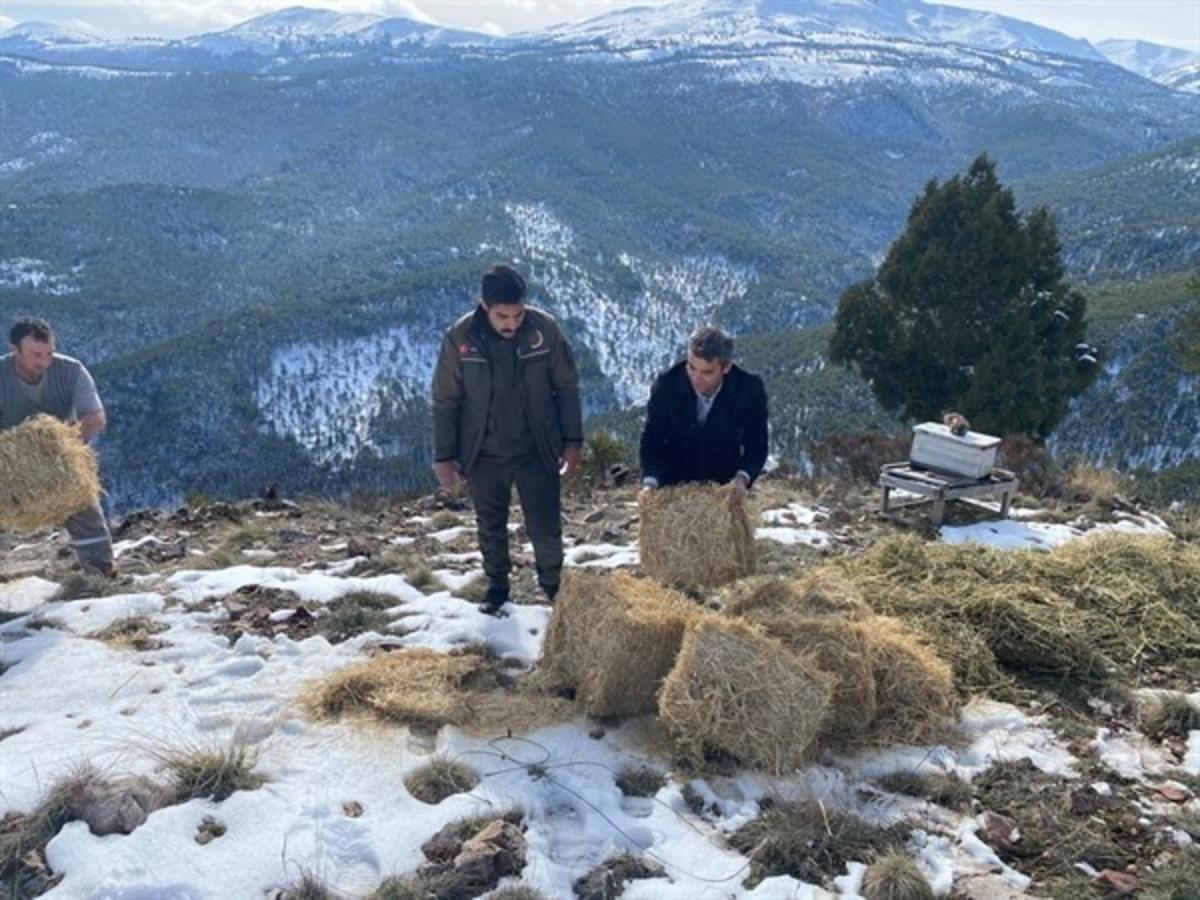 Yaban hayatına yem desteği