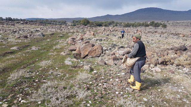 Kilis’te 6 bin 541 dekar mera alanına 14 ton gübre atılacak