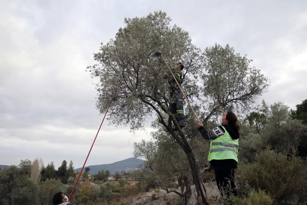 Soğuk sıkım Zeytinyağı aşevinde değerlendirilecek