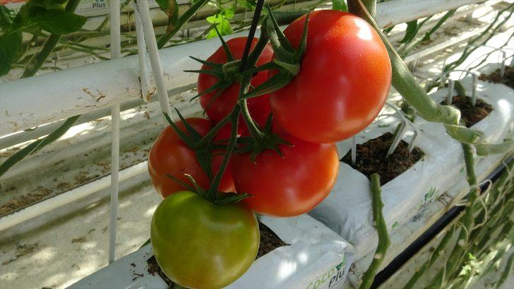 Afyonkarahisar'dan 30 ülkeye "salkım domates" ihracatı G1