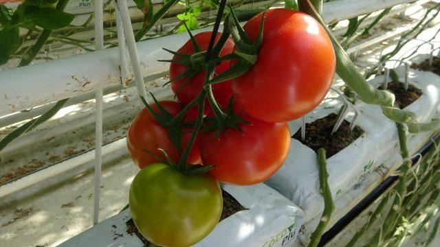 Afyonkarahisar'dan 30 ülkeye salkım domates ihracatı