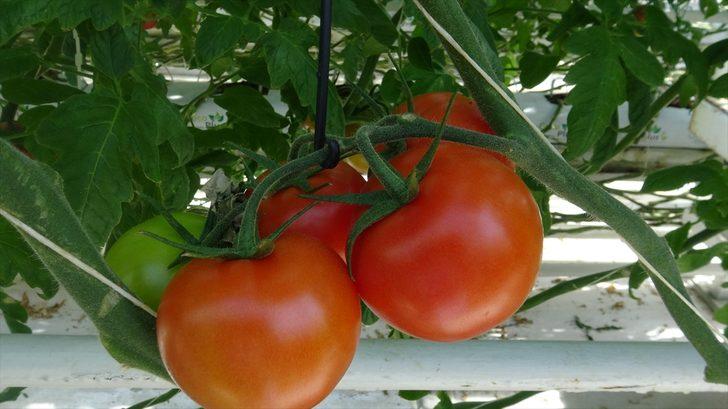 Afyonkarahisar'dan 30 ülkeye "salkım domates" ihracatı G2