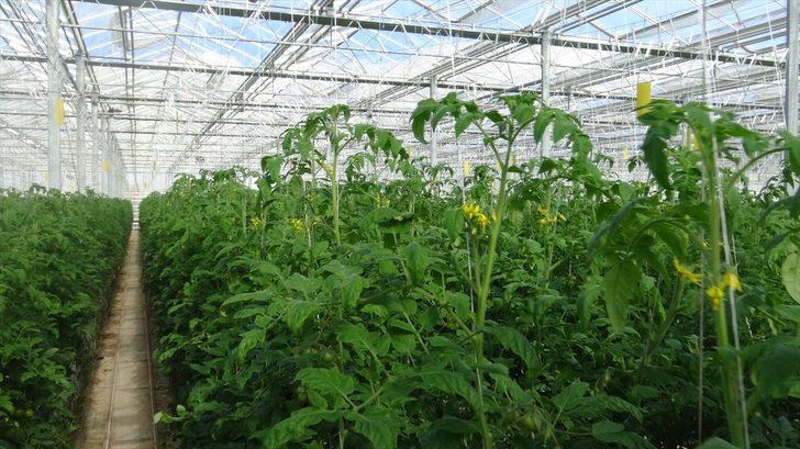Afyonkarahisar'dan 30 ülkeye "salkım domates" ihracatı G4