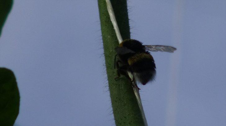 Afyonkarahisar'dan 30 ülkeye "salkım domates" ihracatı G5