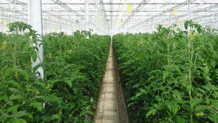 Afyonkarahisar'dan 30 ülkeye "salkım domates" ihracatı G3