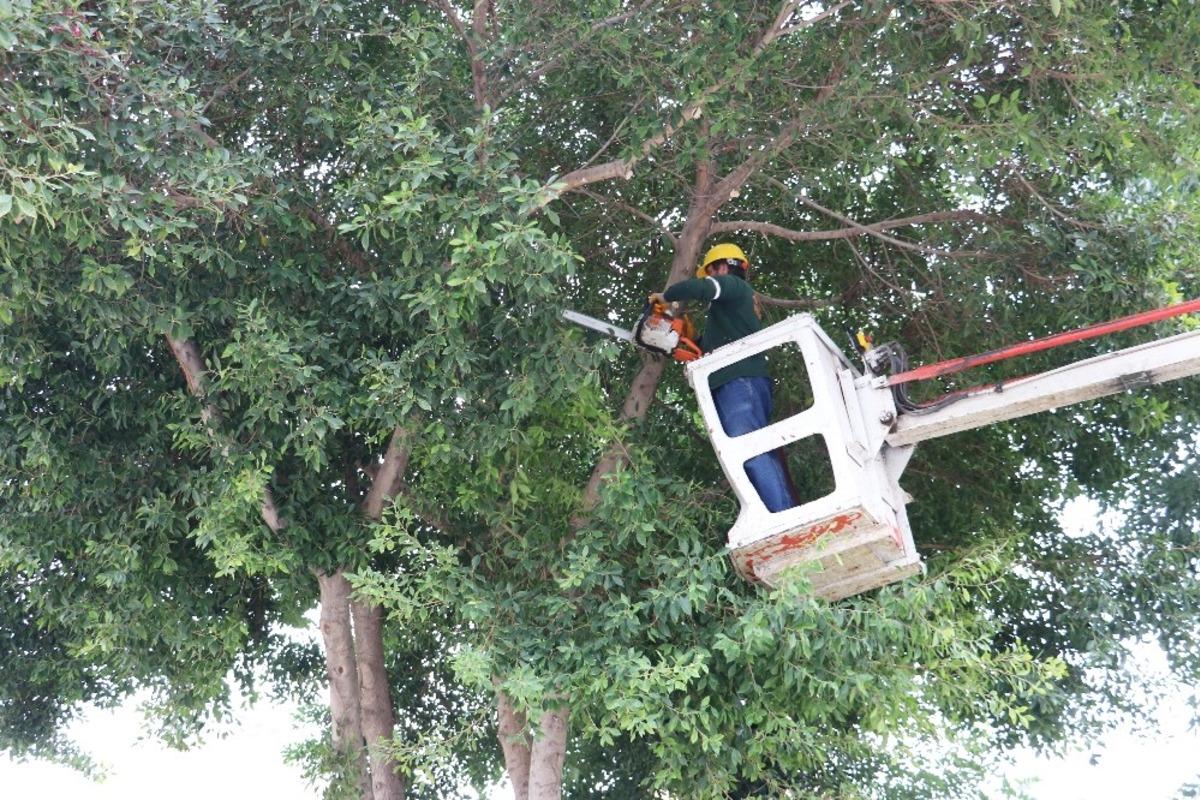 Toroslar&rsquo;da ağa&ccedil;lar budanıyor
