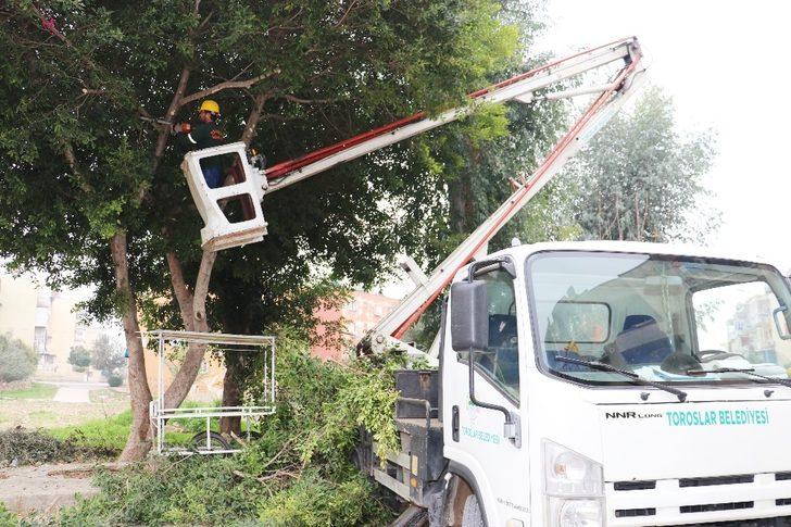 Toroslar’da ağaçlar budanıyor G2