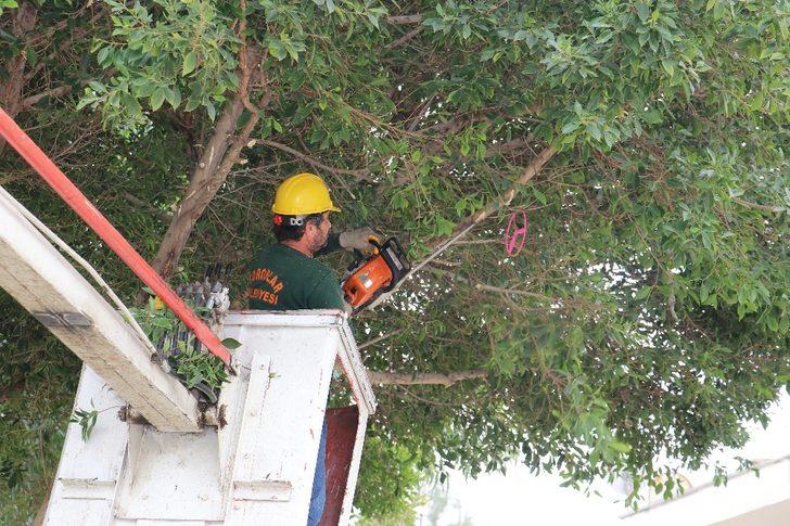 Toroslar’da ağaçlar budanıyor G3
