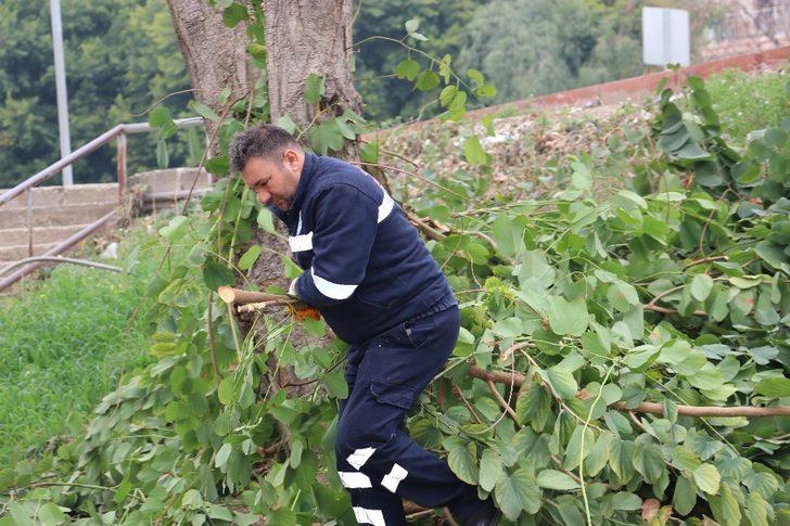 Toroslar’da ağaçlar budanıyor G4