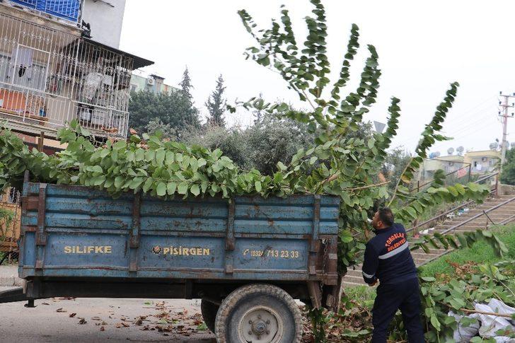 Toroslar’da ağaçlar budanıyor G5