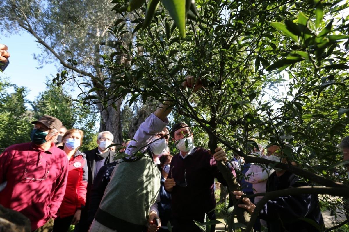 Bodrum&rsquo;da 750 hektar Turun&ccedil;gil alanı 450 hektara d&uuml;şt&uuml;